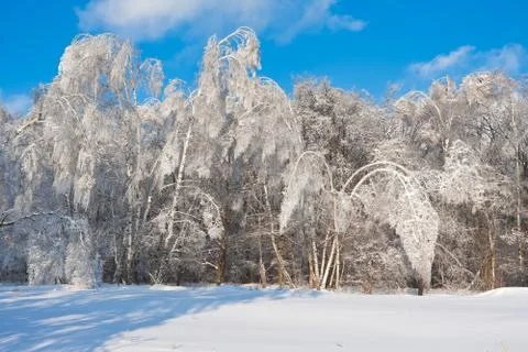 Winter forest Stock Photos