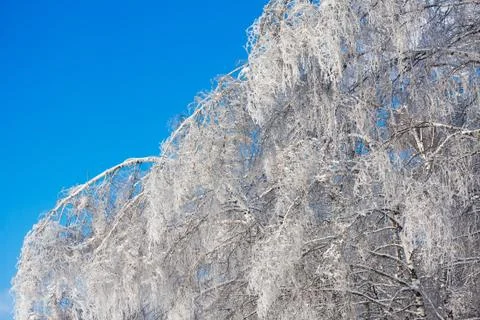 Winter forest Stock Photos