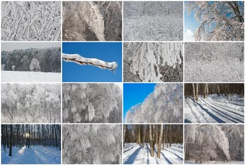 Winter forest Foto stock