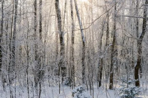 Winter forest Photos