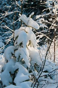 Winter forest. Stock Photos