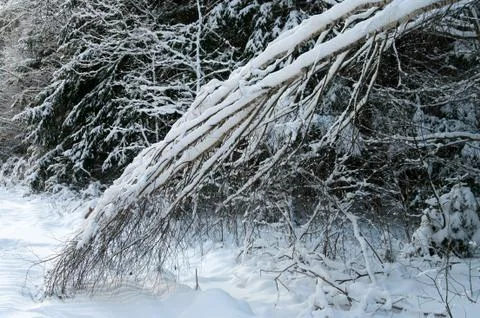 Winter forest. Stock Photos