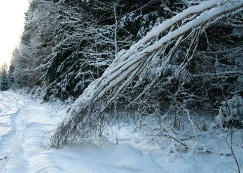 Winter forest. Stock Photos