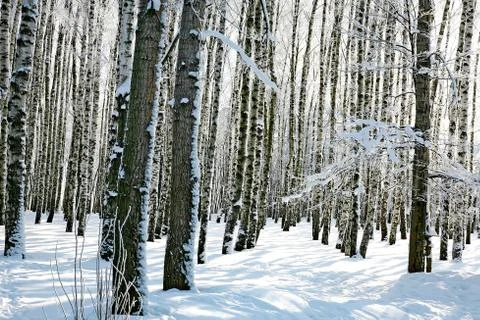 Winter forest Stock Photos