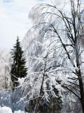 Winter forest Foto stock