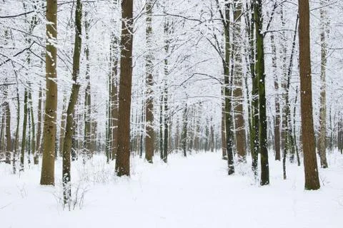 Winter forest Stock-Fotos