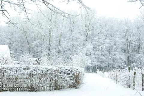 Winter forest Foto stock