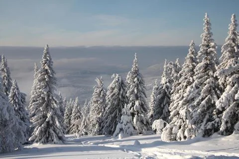 Winter forest Stock Photos