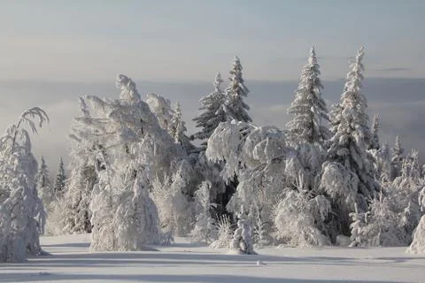 Winter forest Stock Photos