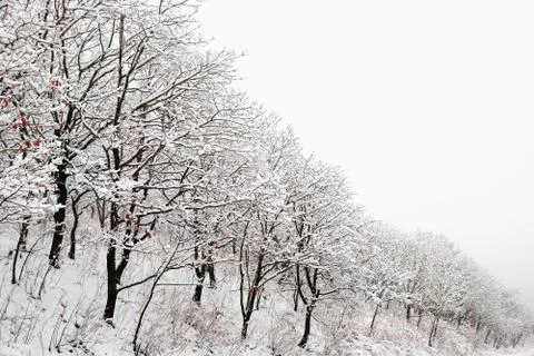 Winter forest Stock-Fotos