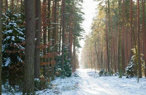Winter forest Stock Photos