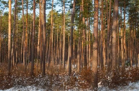 Winter forest Stock-Fotos