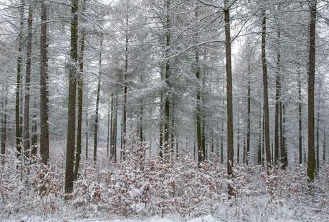 Winter forest Stock Photos