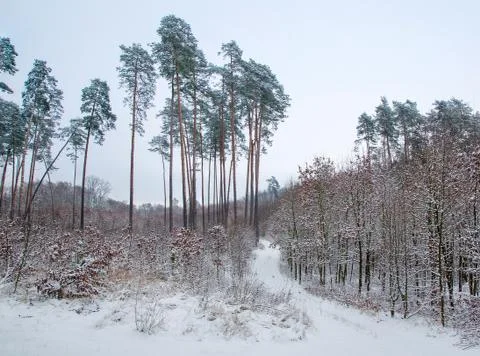 Winter forest Stock Photos