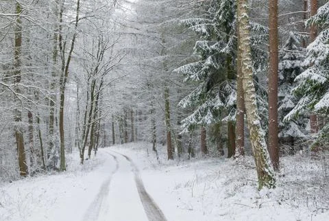 Winter forest Stock Photos