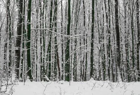 Winter forest Foto stock