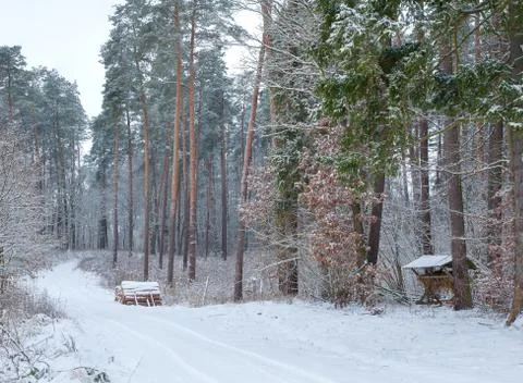 Winter forest Stock Photos