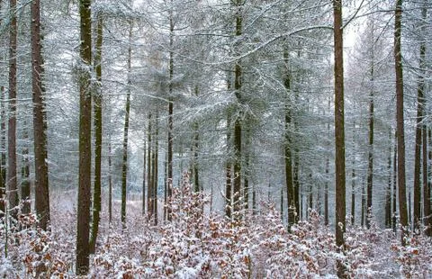 Winter forest Stock Photos