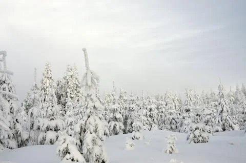 Winter forest Stock Photos