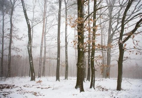 Winter forest Stock Photos