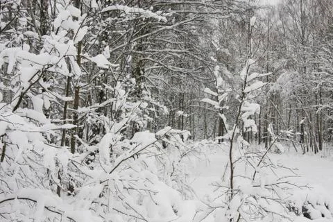 Winter forest Stock Photos
