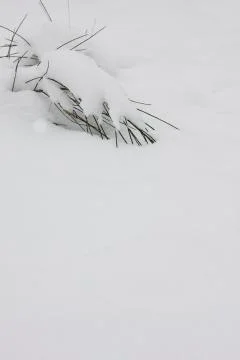 Winter forest Stock Photos