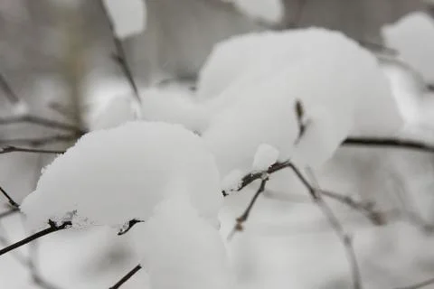 Winter forest Stock Photos