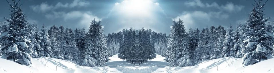 Winter forest Stock Photos