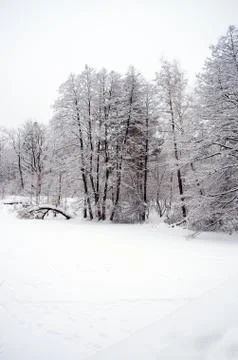 Winter forest Stock-Fotos