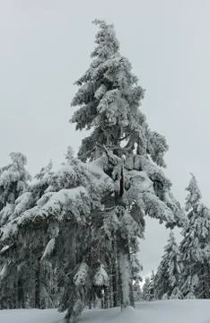 Winter forest Stock Photos