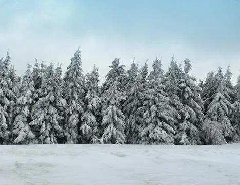 Winter forest Stock Photos