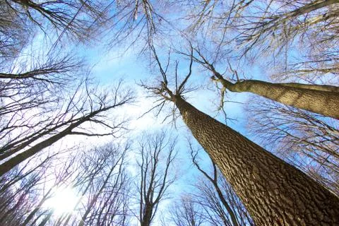 Winter forest Stock Photos