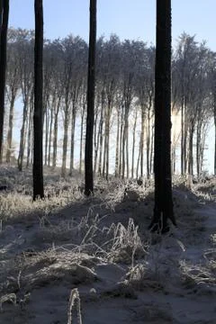 Winter Forest Foto stock