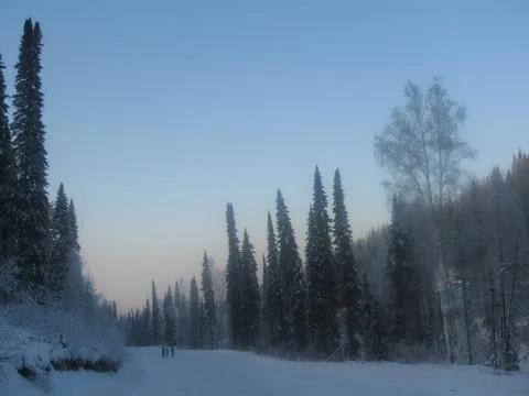 Winter Forest Foto stock