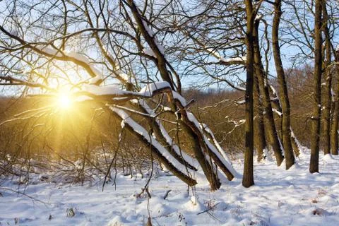 Winter forest 스톡 사진