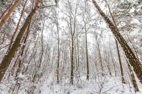 Winter forest Stock Photos