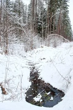 Winter forest Stock Photos