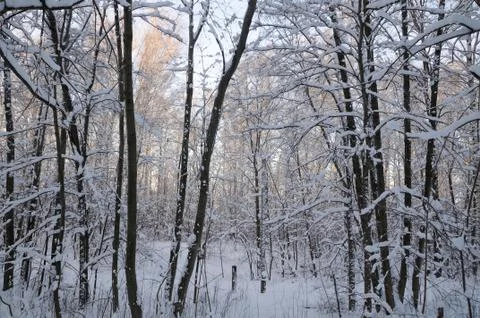 Winter forest Stock Photos
