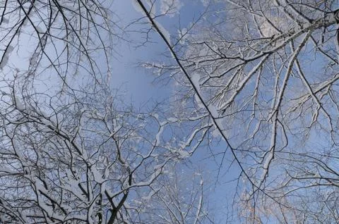 Winter forest Stock Photos