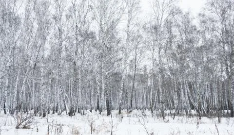 Winter forest Stock Photos