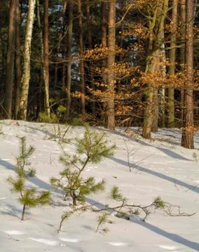 Winter forest Stock Photos