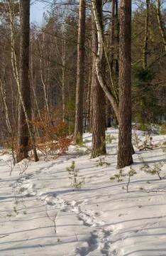 Winter forest Stock Photos