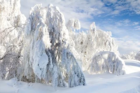 Winter forest Stock Photos