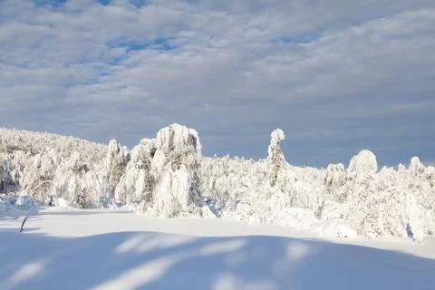 Winter forest Stock Photos