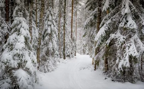 Winter forest Stock Photos