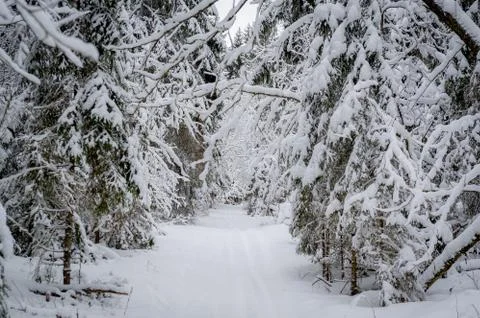 Winter forest Stock Photos