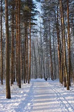 Winter forest Foto stock