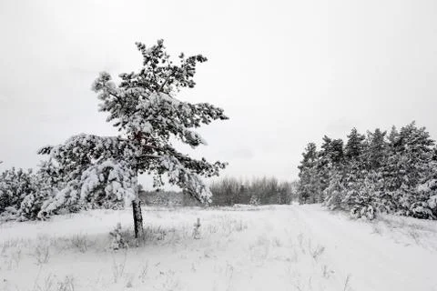 Winter in forest Stock Photos