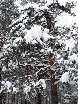 Winter forest Stock Photos