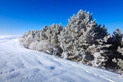 Winter Forest Stock Photos